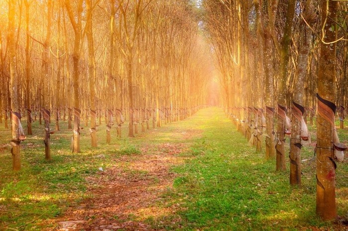 Đẹp ngỡ ngàng Tây Nguyên mùa lá rụng ảnh 7