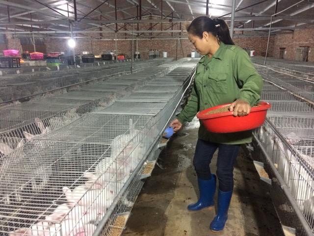 Bỏ túi 50 triệu đồng/tháng nhờ nuôi thỏ New Zealand ảnh 1