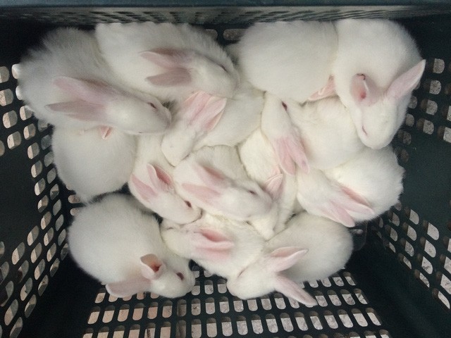 Bỏ túi 50 triệu đồng/tháng nhờ nuôi thỏ New Zealand ảnh 3