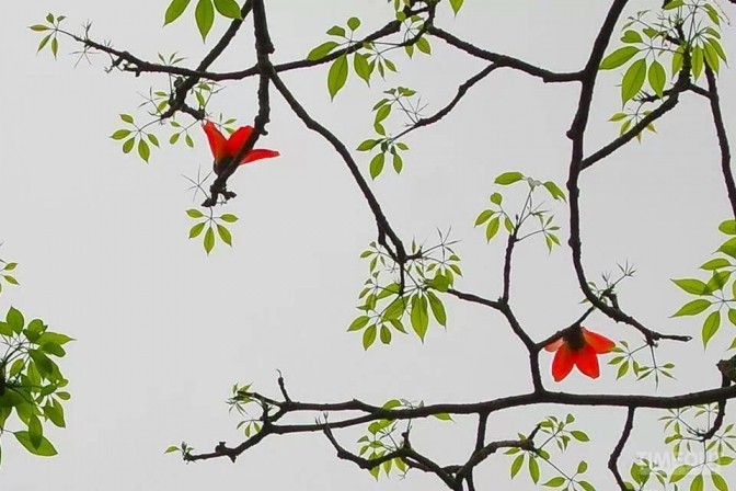 Hoa gạo bung cánh cho mùa xuân chín đỏ ảnh 5