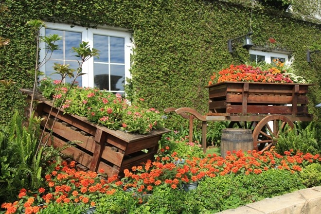 Sắc hoa rực rỡ tại Bà Nà Hills ảnh 1