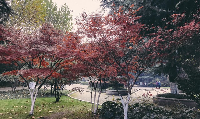 Mùa lá ở Chang Sa ảnh 3