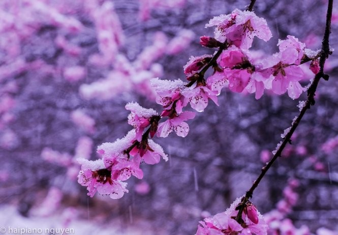 Bhutan mùa tuyết tan ảnh 16