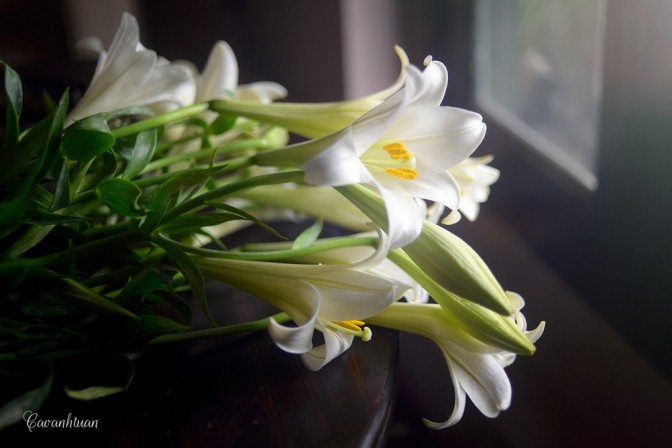 Gánh loa kèn và nỗi nhớ tháng 4 ảnh 12