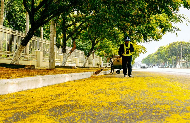 Những con đường hoa sưa vàng rực ở Quảng Nam ảnh 5