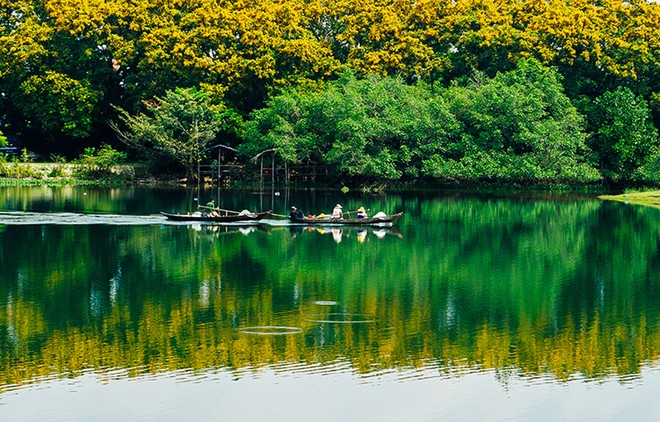 Những con đường hoa sưa vàng rực ở Quảng Nam ảnh 7