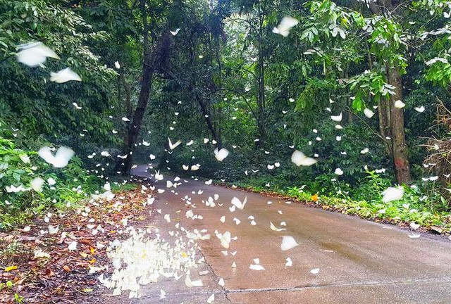 Đến Cúc Phương ngắm “rừng bươm bướm” ảnh 3