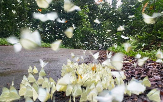 Đến Cúc Phương ngắm “rừng bươm bướm” ảnh 4