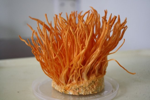 Những món ăn giá nghìn đô của đại gia Việt ảnh 2