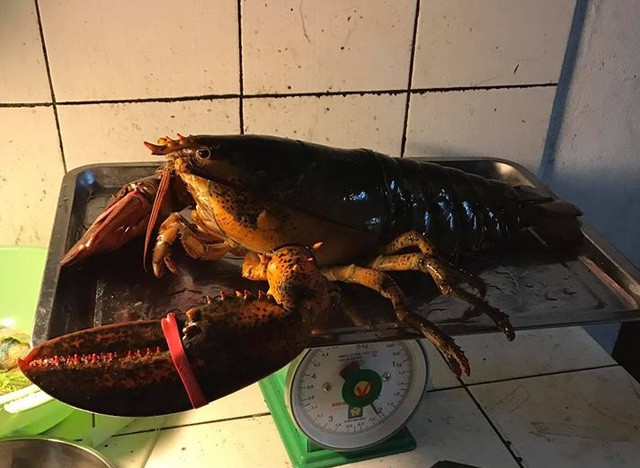 Những món ăn giá nghìn đô của đại gia Việt ảnh 3