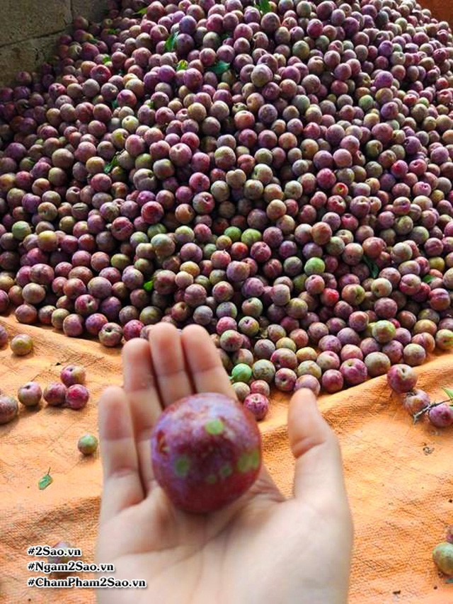 Rủ nhau lên Mộc Châu hái mận chín ảnh 9