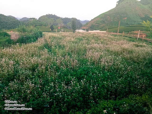 Rủ nhau lên Mộc Châu hái mận chín ảnh 11