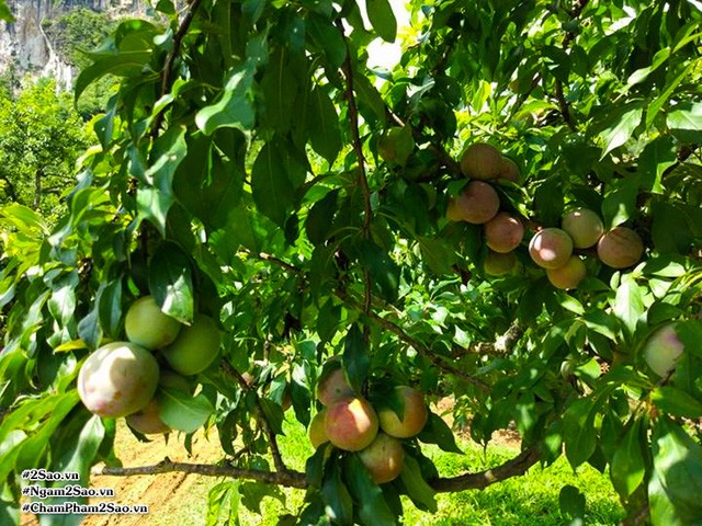 Rủ nhau lên Mộc Châu hái mận chín ảnh 7