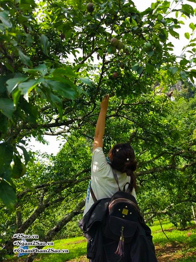 Rủ nhau lên Mộc Châu hái mận chín ảnh 8