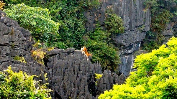 Lịch trình trốn nóng cuối tuần với Tam Cốc mùa lúa chín trong 24 giờ ảnh 4