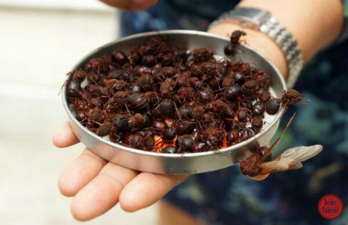 Đặc sản 'từ trên trời rơi xuống' ảnh 1