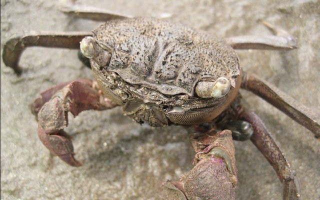 Ngất ngây với đặc sản Trà Vinh ảnh 1