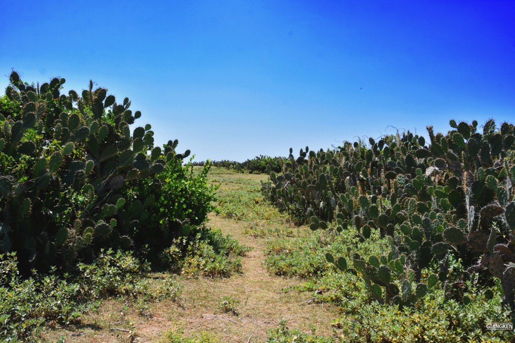 Giấc mơ tuổi thơ ở Gành Ông - Bãi Xép ảnh 4