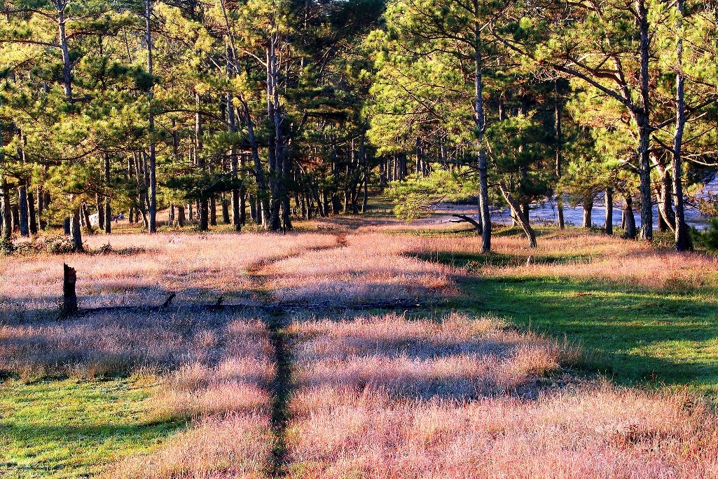 Chiêm ngưỡng mùa cỏ hồng đẹp như tranh vẽ ở Đà Lạt ảnh 4