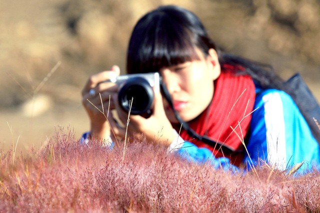 Chiêm ngưỡng mùa cỏ hồng đẹp như tranh vẽ ở Đà Lạt ảnh 6