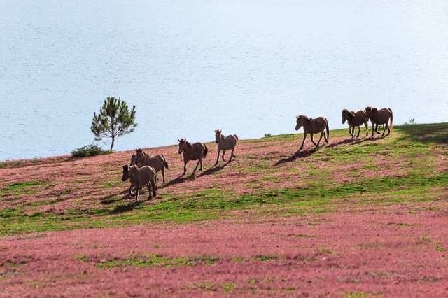 Chiêm ngưỡng mùa cỏ hồng đẹp như tranh vẽ ở Đà Lạt ảnh 8