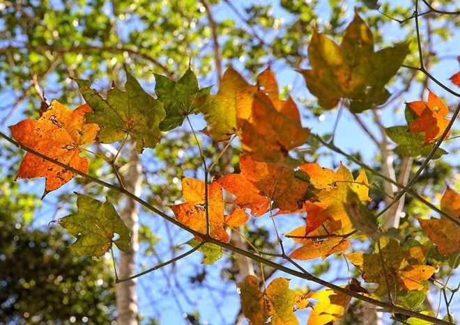 5 điểm ngắm lá phong đỏ ngay ở Việt Nam ảnh 1