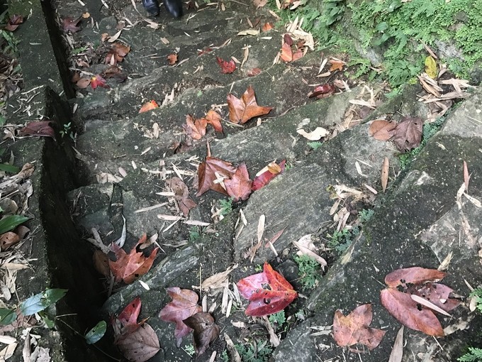 5 điểm ngắm lá phong đỏ ngay ở Việt Nam ảnh 3