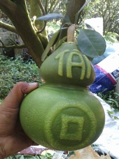 Bưởi thỏi vàng, hồ lô chưa Tết đã 'cháy' hàng ảnh 1