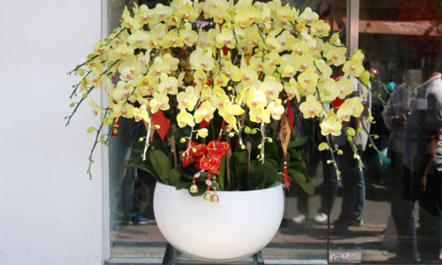 Mai Mỹ giá vài chục triệu một bình chưng Tết ảnh 1