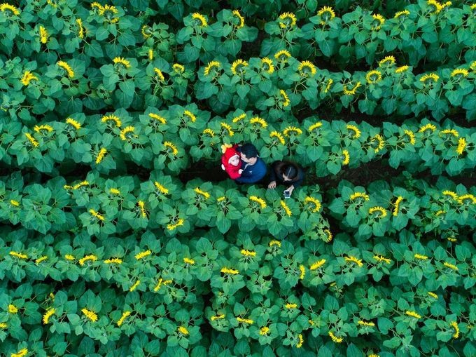 Bình minh Mù Cang Chải vào top ảnh đẹp trên báo Mỹ ảnh 7