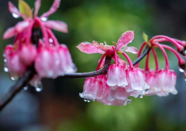 Ngất ngây sắc đào chuông trên đỉnh Bà Nà ảnh 1