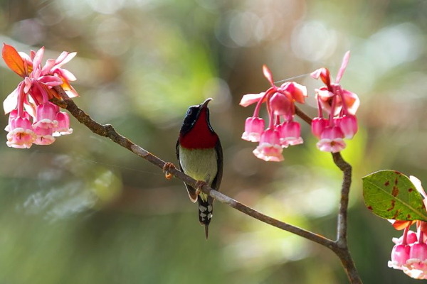 Ngất ngây sắc đào chuông trên đỉnh Bà Nà ảnh 2