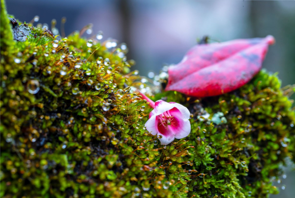 Ngất ngây sắc đào chuông trên đỉnh Bà Nà ảnh 3