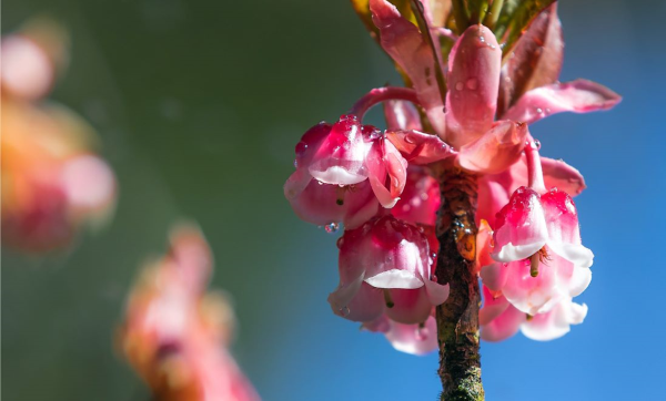 Ngất ngây sắc đào chuông trên đỉnh Bà Nà ảnh 4