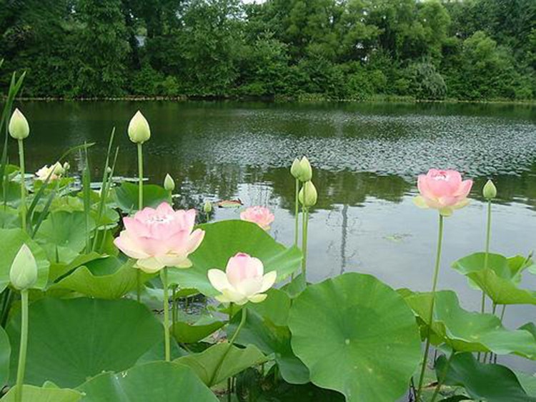 4 định luật chứng minh thành công không do may mắn ảnh 1