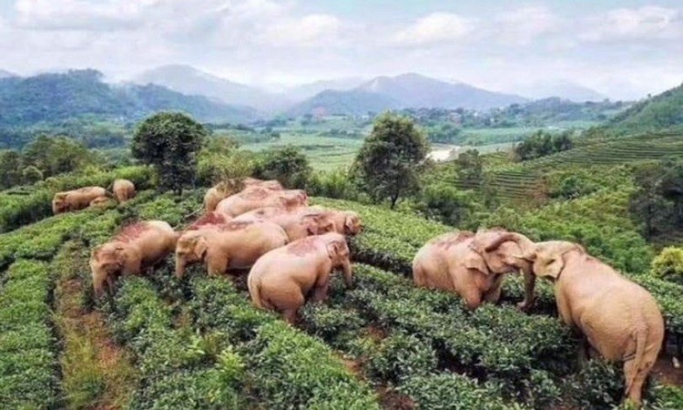 Voi hoang say xỉn sau khi uống trộm rượu ảnh 1