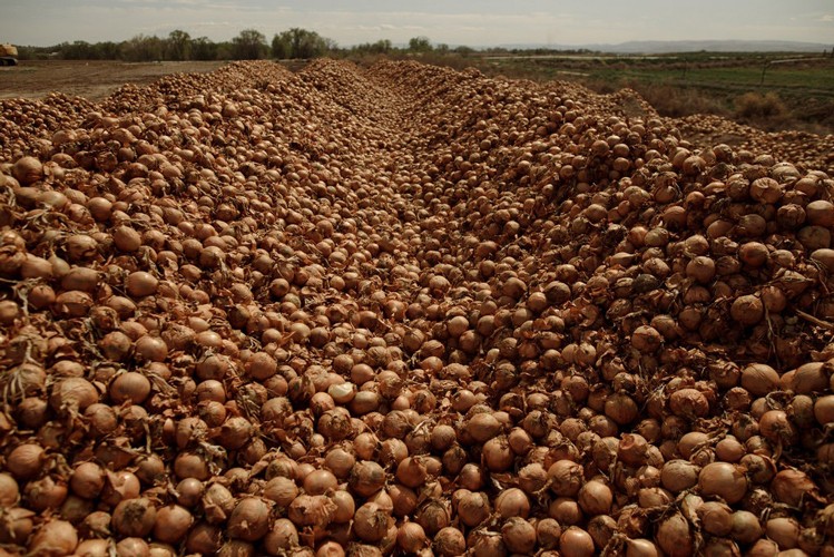 Nông dân Mỹ tiêu huỷ nông sản ảnh 1