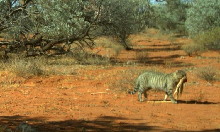 Mèo hoang giết chết kỳ đà cát 6 kg ảnh 1