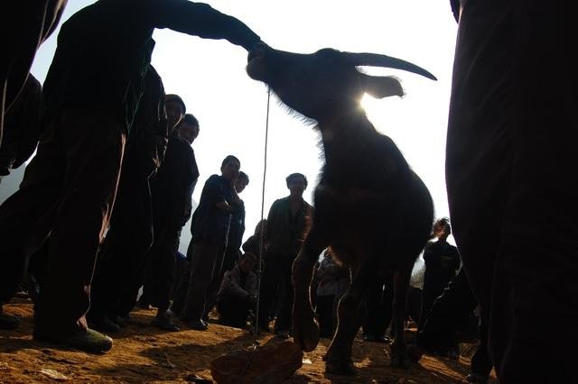 Do có dịch bệnh viêm da nổi cục nên mấy tháng giáp Tết nguyên đán Tân Sửu, UBND tỉnh Lào Cai quyết định cho tạm dừng họp chợ trâu Cán Cấu để phòng dịch.