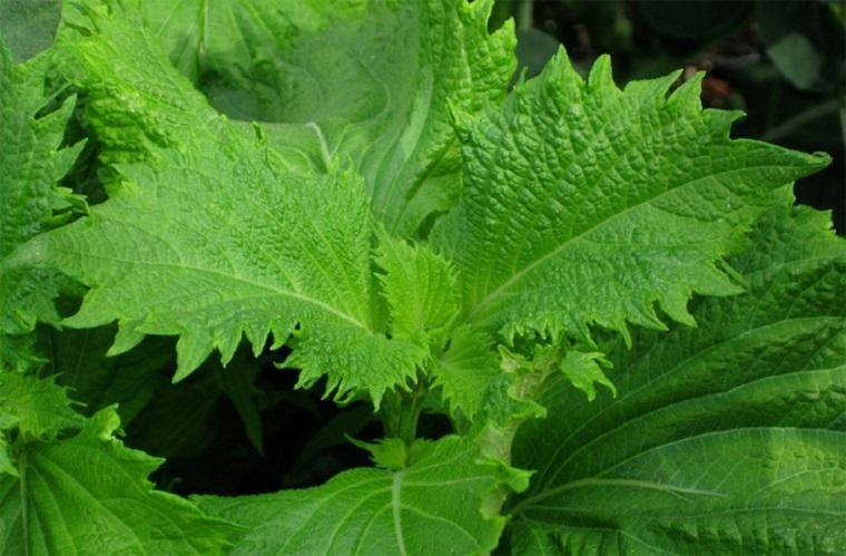 Lá tía tô xuất khẩu sang Nhật có giá 700 đồng/lá.