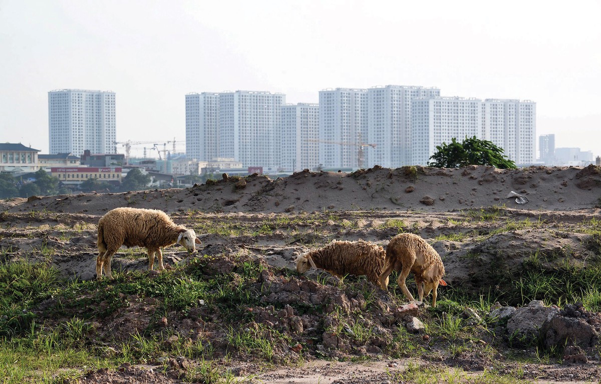 Đất nền đang “hụt hơi” so với sự thăng hoa của phân khúc căn hộ. Ảnh: Dũng Minh.