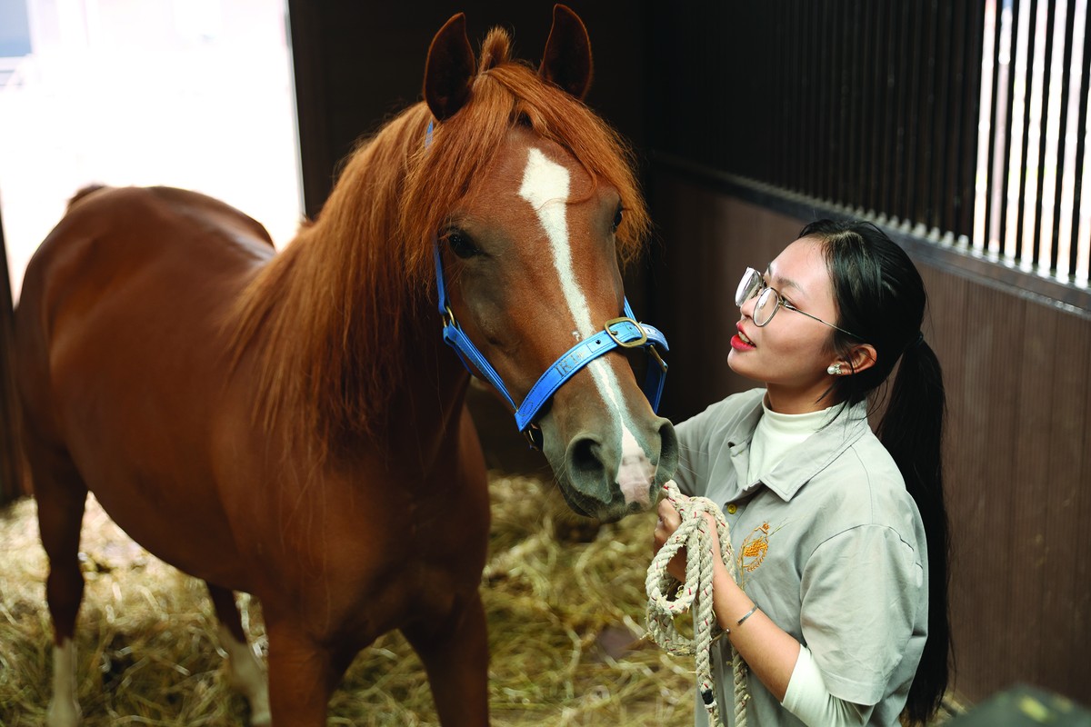 Mỗi chú ngựa đều có tên riêng và “hộ chiếu” theo hệ thống lý lịch ngựa quốc tế. Chế độ chăm sóc được xây dựng nghiêm ngặt, với nguồn cỏ nhập khẩu, chi phí trung bình khoảng 500.000 đồng/ngày/ngựa. Mỗi chú ngựa đều có tên riêng và “hộ chiếu” theo hệ thống lý lịch ngựa quốc tế. Chế độ chăm sóc được xây dựng nghiêm ngặt, với nguồn cỏ nhập khẩu, chi phí trung bình khoảng 500.000 đồng/ngày/ngựa.