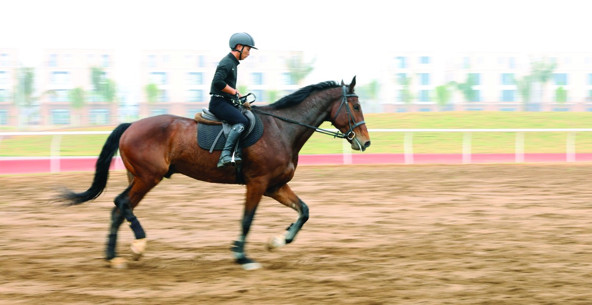 Theo đại diện Học viện, mỗi chú ngựa chỉ làm việc tối đa 3 tiếng mỗi ngày; mỗi lượt làm việc kéo dài 1 tiếng, sau đó nghỉ ngơi ít nhất 2 tiếng trước khi tiếp tục, nhằm đảm bảo sức khỏe và thể trạng tốt nhất. Theo đại diện Học viện, mỗi chú ngựa chỉ làm việc tối đa 3 tiếng mỗi ngày; mỗi lượt làm việc kéo dài 1 tiếng, sau đó nghỉ ngơi ít nhất 2 tiếng trước khi tiếp tục, nhằm đảm bảo sức khỏe và thể trạng tốt nhất.