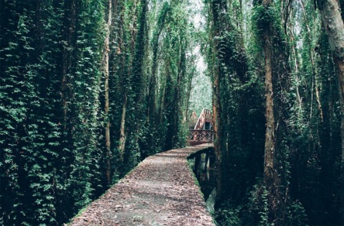 3 gợi ý 'đi trốn' giữa thiên nhiên ngay gần Sài Gòn ảnh 2