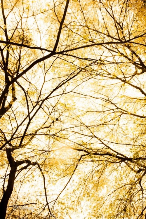 Tháng 8 mùa thu, lá khởi vàng chưa nhỉ..? ảnh 3