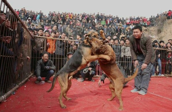 Tản mạn về chó và tượng hình trong võ thuật ảnh 6