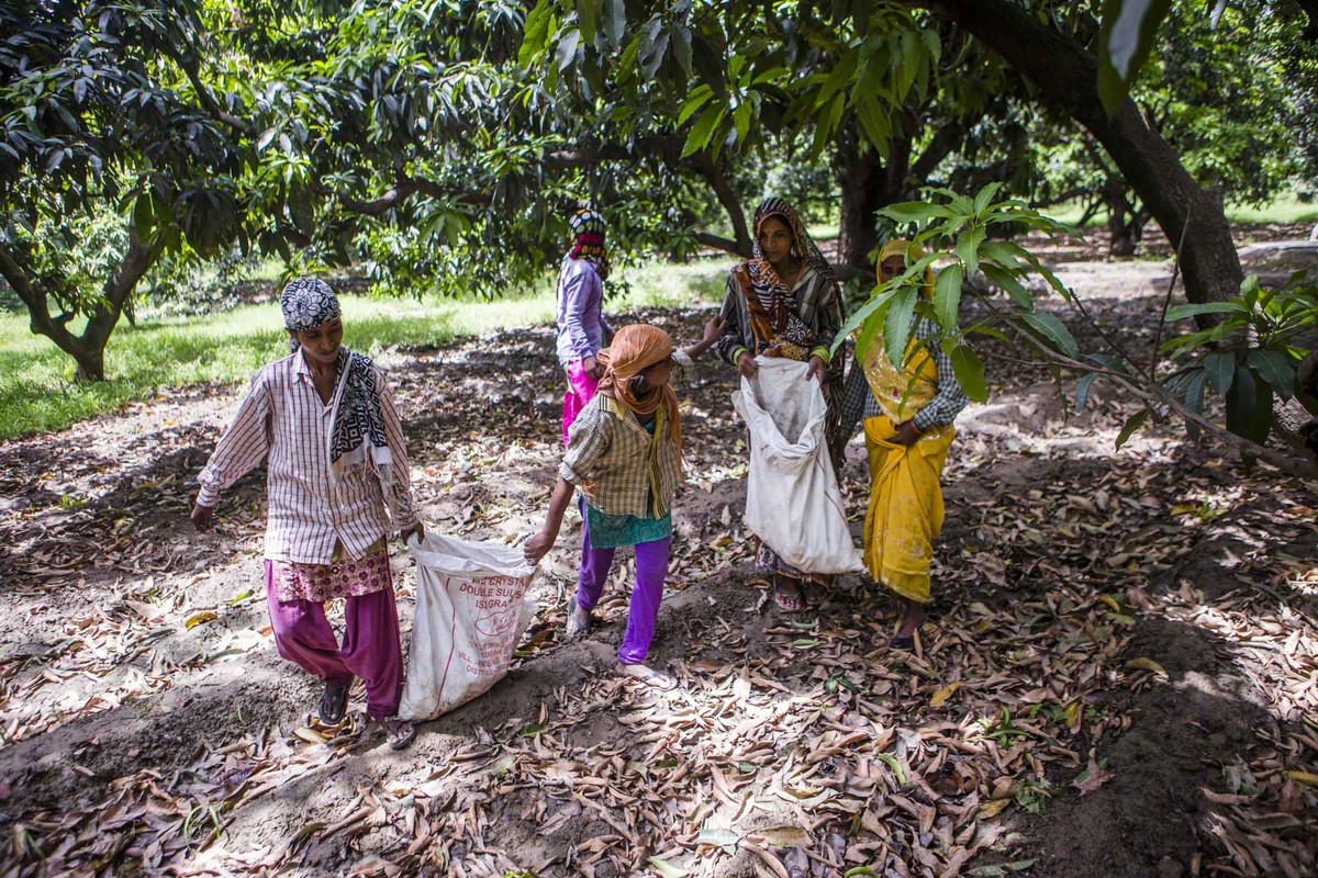 Địa chủ Ấn Độ hưởng lợi từ chính sách cho nông dân nghèo ảnh 2