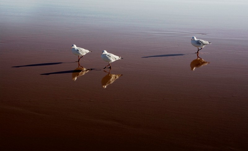 (Chùm ảnh) Thiên nhiên nước Úc qua góc máy của du học sinh ảnh 7 (Chùm ảnh) Thiên nhiên nước Úc qua góc máy của du học sinh ảnh 7