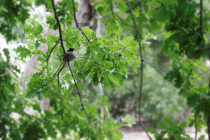 (Chùm ảnh) Thiên nhiên nước Úc qua góc máy của du học sinh ảnh 8 (Chùm ảnh) Thiên nhiên nước Úc qua góc máy của du học sinh ảnh 8