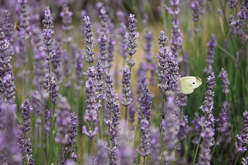 (Chùm ảnh) Thiên nhiên nước Úc qua góc máy của du học sinh ảnh 9 (Chùm ảnh) Thiên nhiên nước Úc qua góc máy của du học sinh ảnh 9